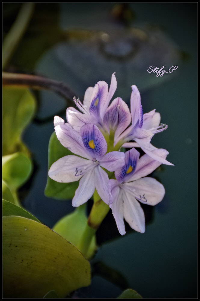 Sony DT 18-200mm F3.5-6.3 sample photo. Eichhornia crassipes photography