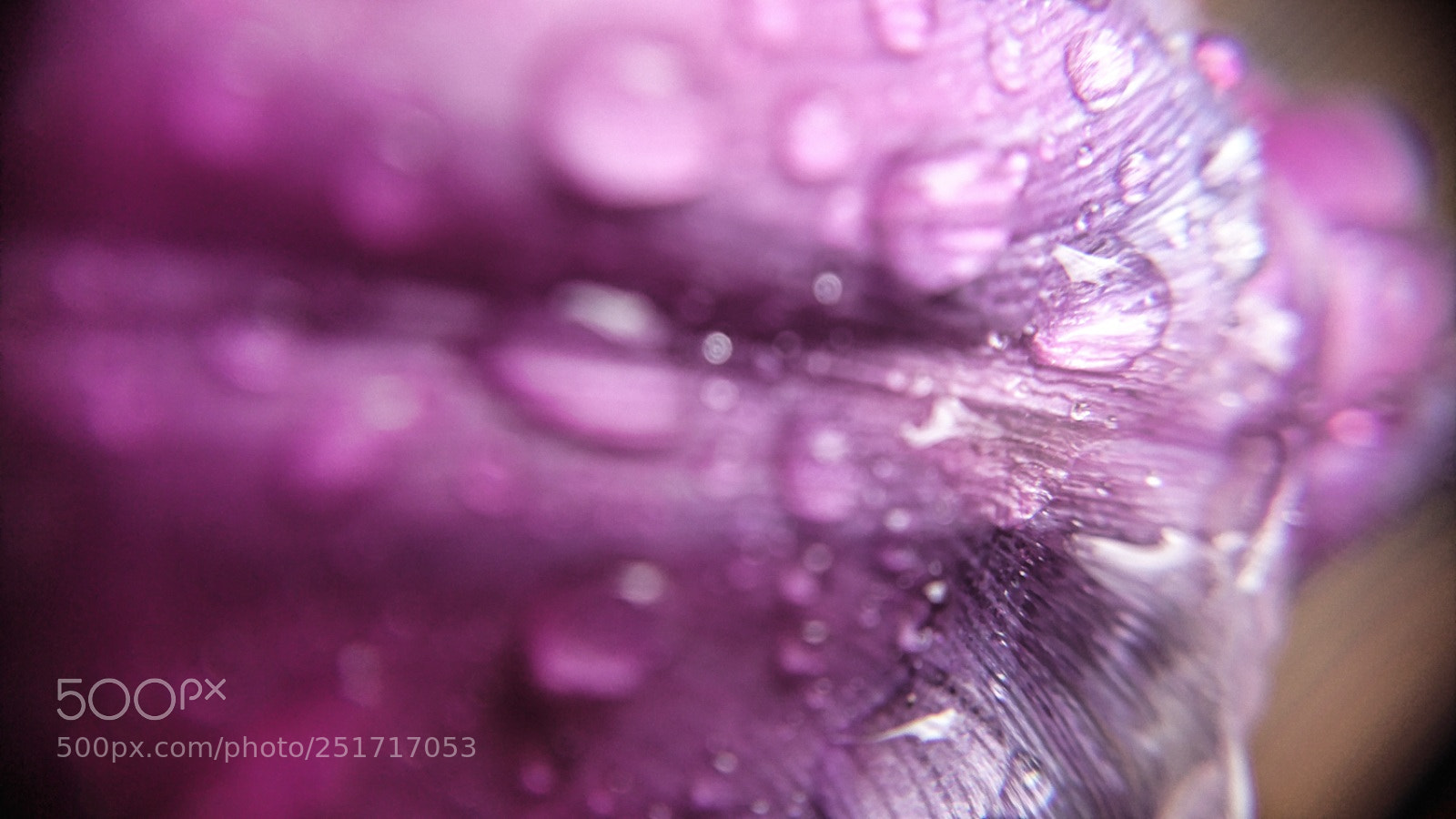Sony Xperia XZ sample photo. Tulip... rain... photography