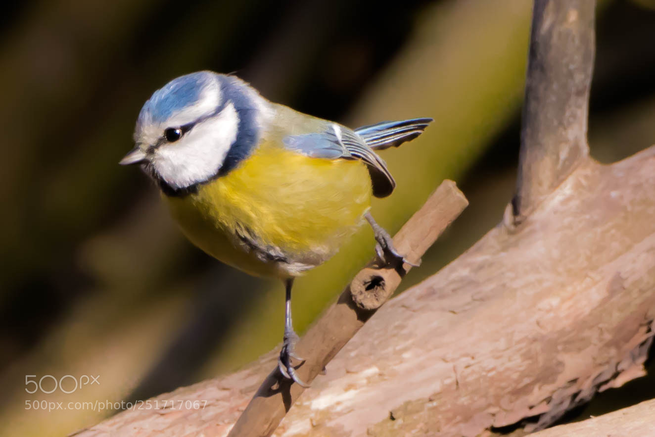Canon EOS 80D sample photo. Bird 1 photography