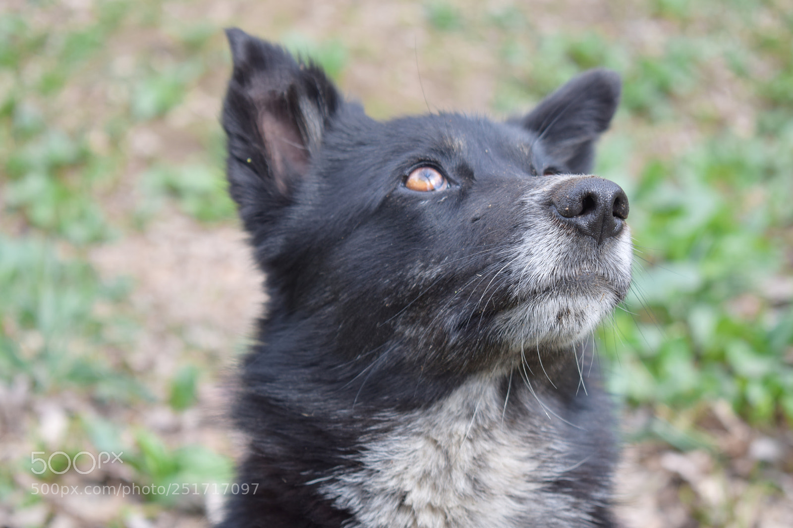 Nikon D5300 sample photo. Просто забавный собакен photography