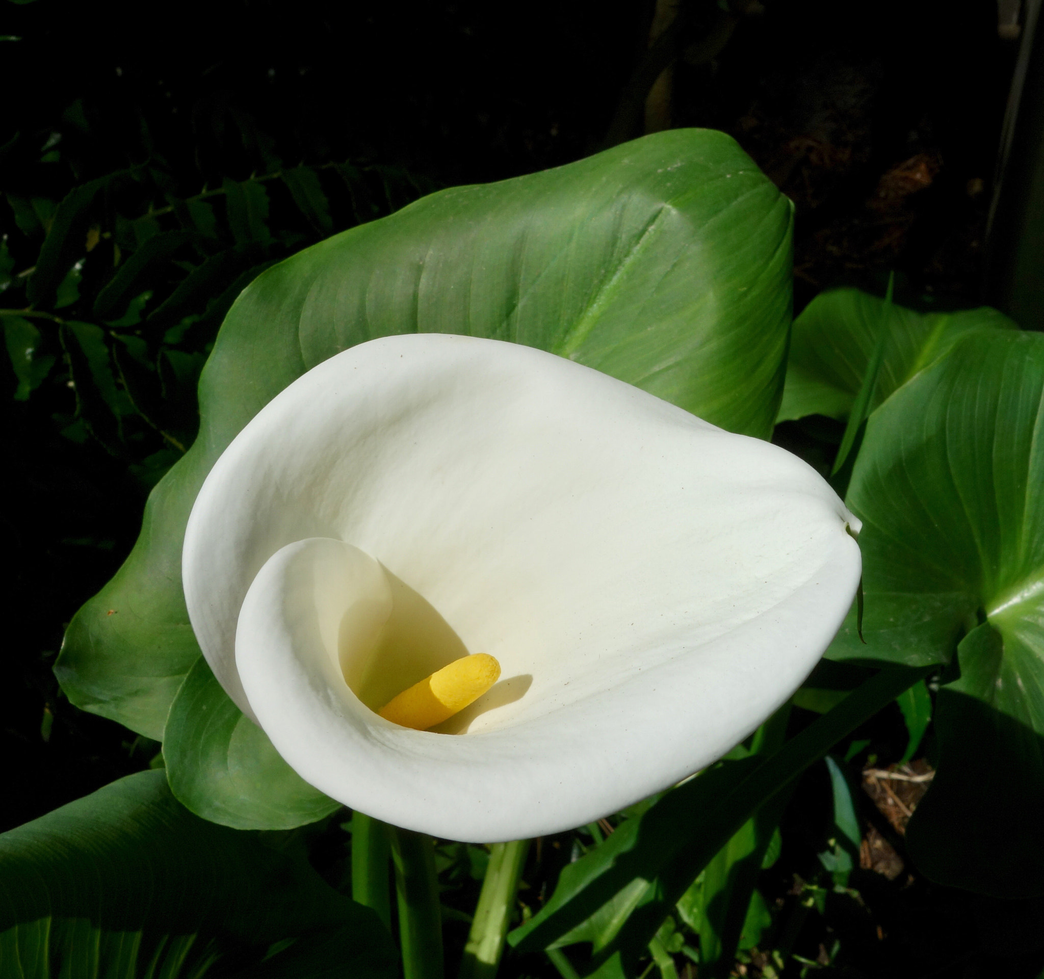 Hasselblad Stellar sample photo. Calla lily, new york botanical garden, bronx, ny photography