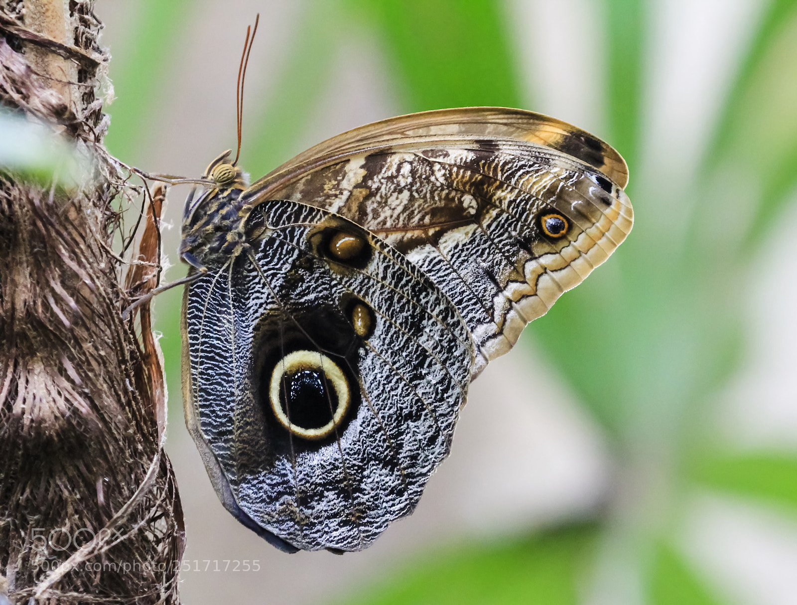 Canon EOS 60D sample photo. Butterfly photography