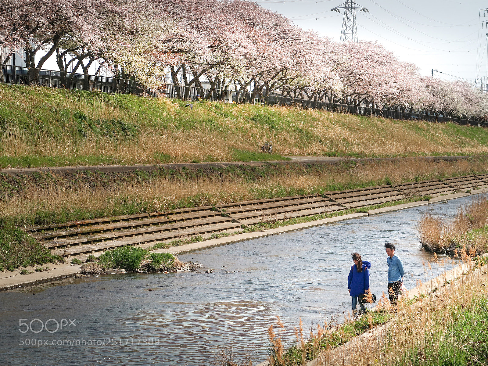 Canon PowerShot G7 X Mark II sample photo. The cherry blossoms picnic photography