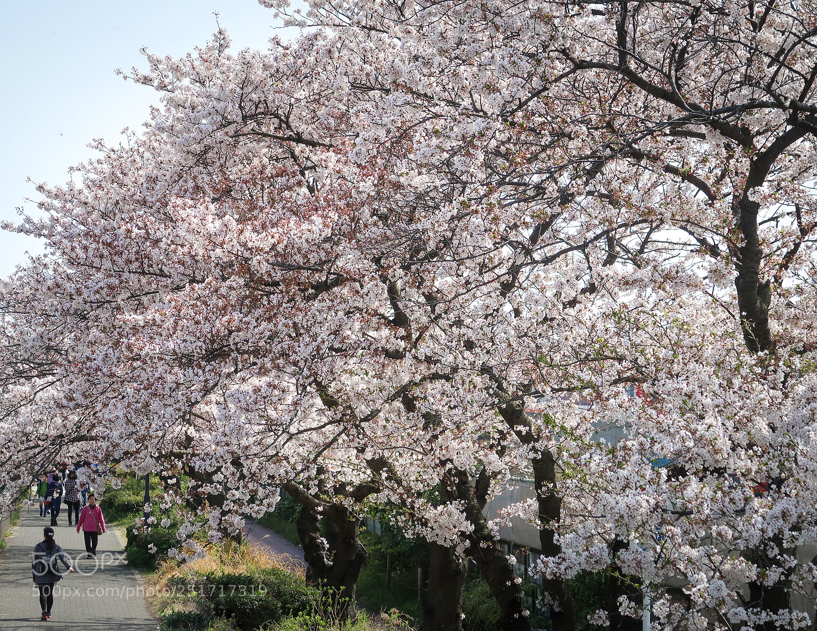Canon PowerShot G7 X Mark II sample photo. The cherry blossoms picnic photography