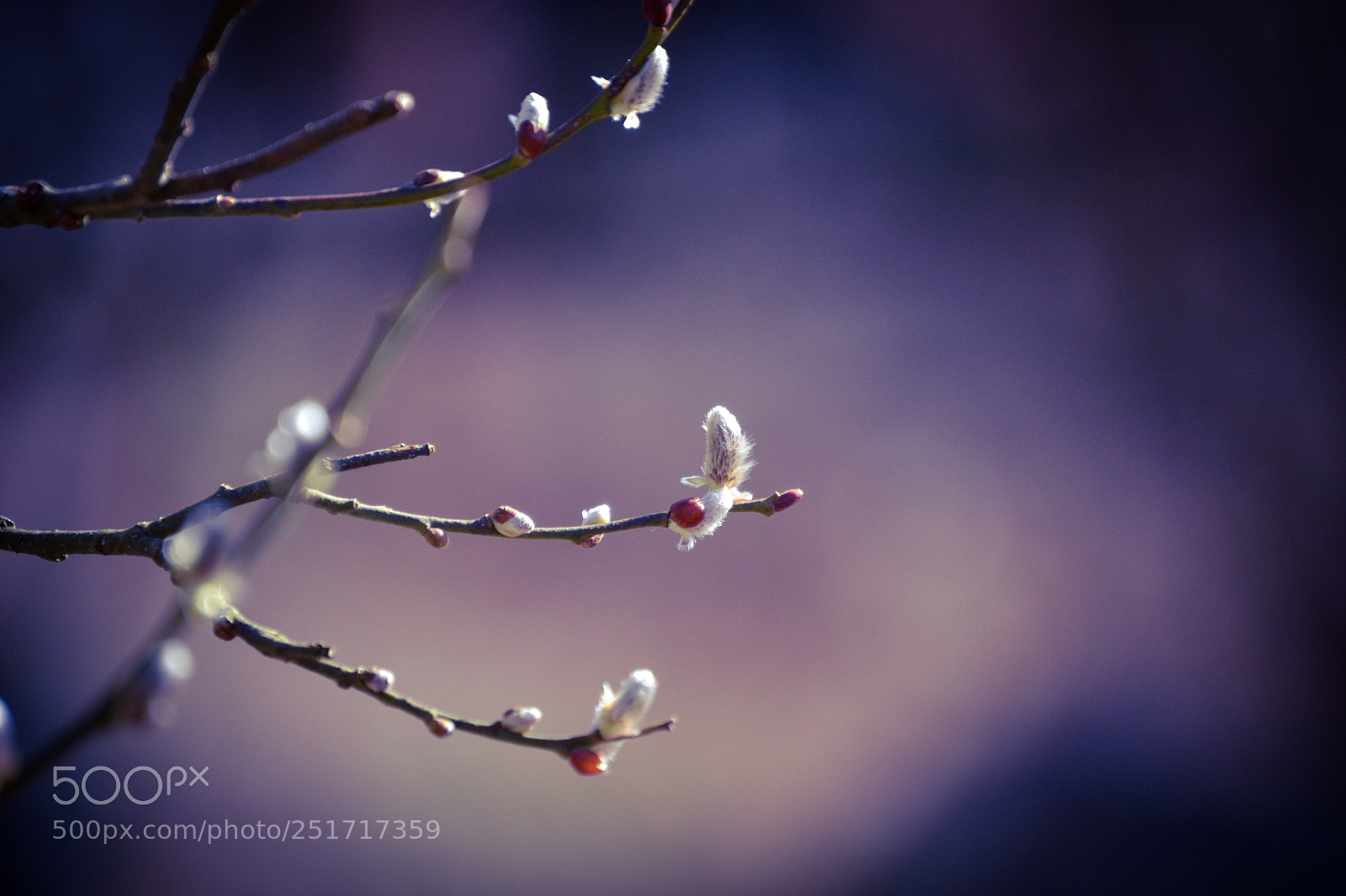 Nikon D3100 sample photo. Spring photography