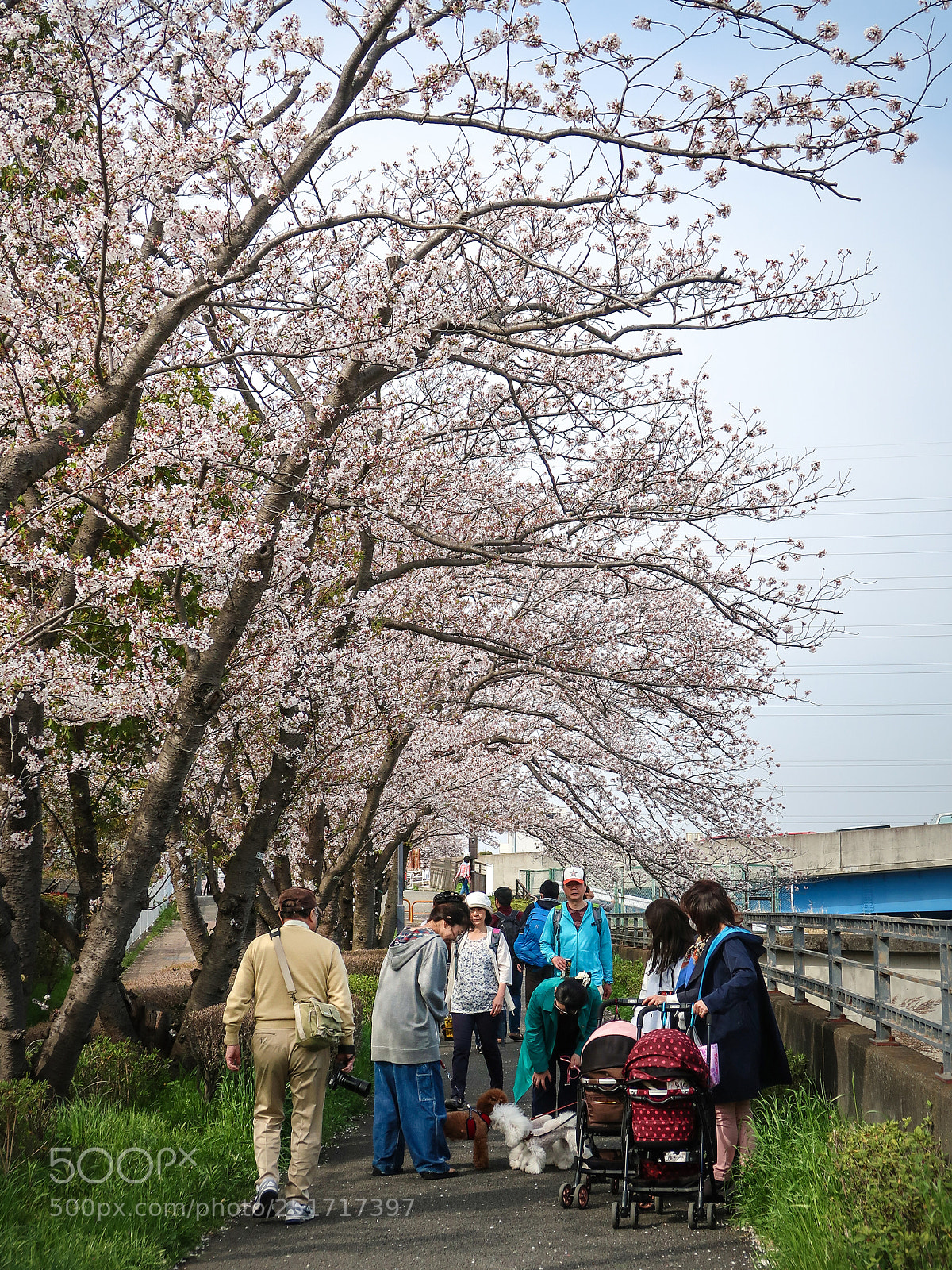 Canon PowerShot G7 X Mark II sample photo. The cherry blossoms picnic photography