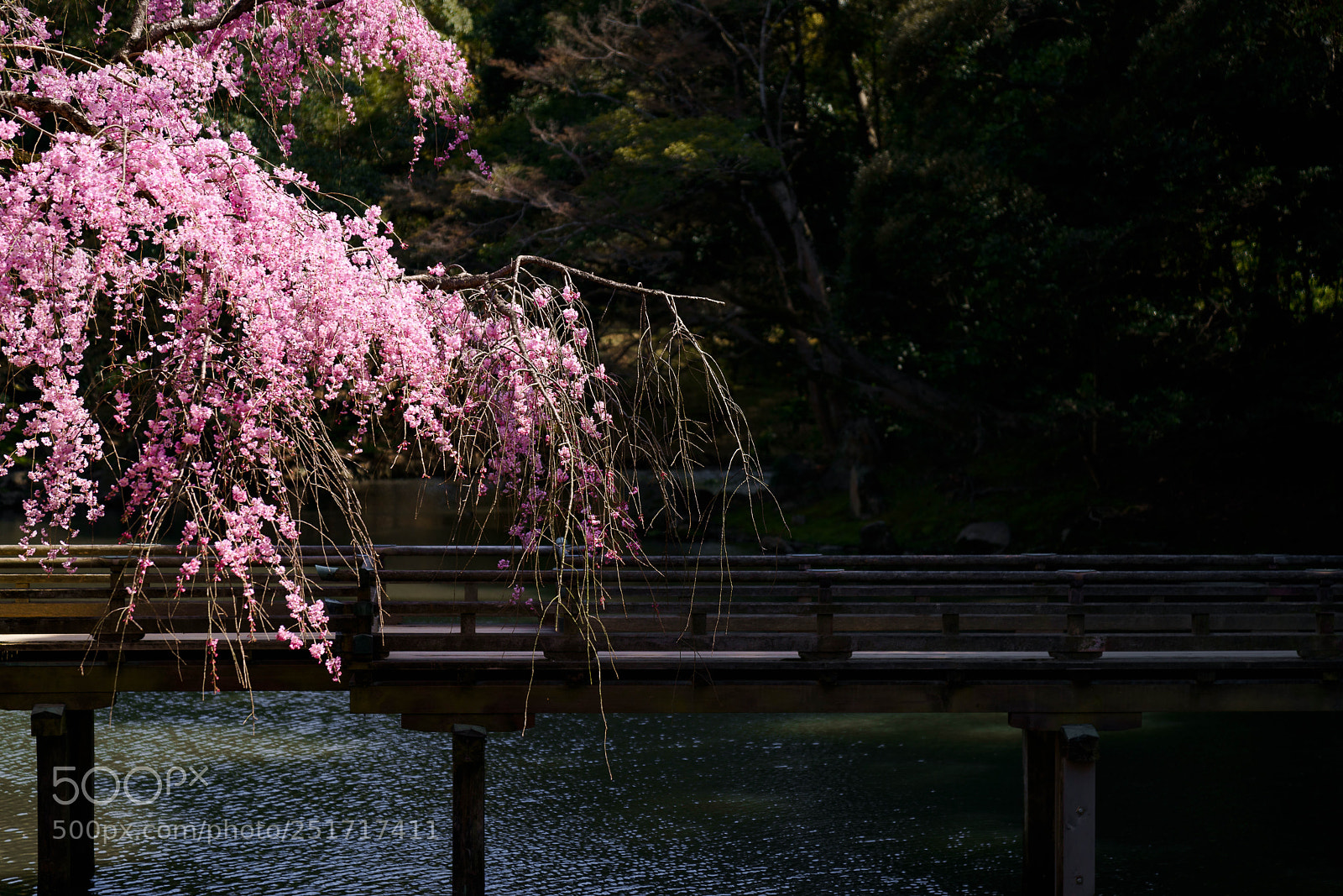 Sony a7R III sample photo. The bridge photography