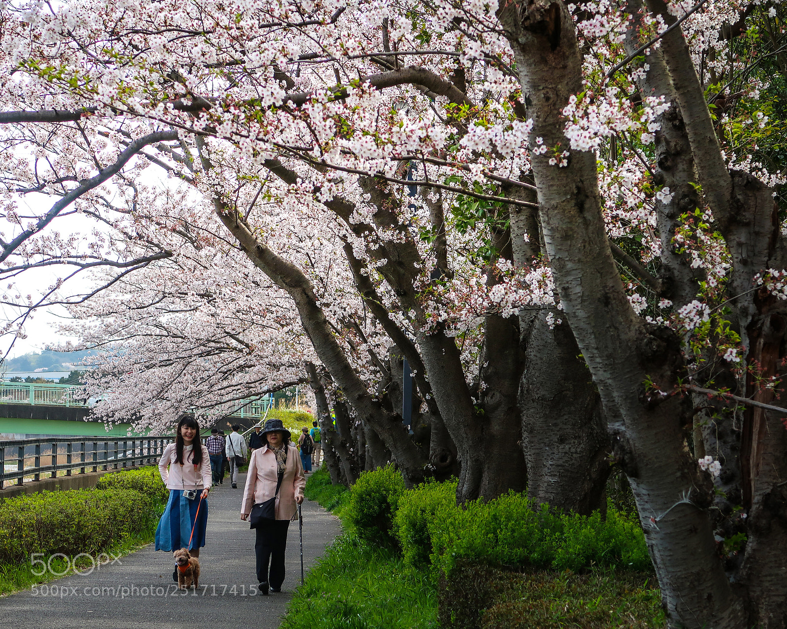 Canon PowerShot G7 X Mark II sample photo. The cherry blossoms picnic photography