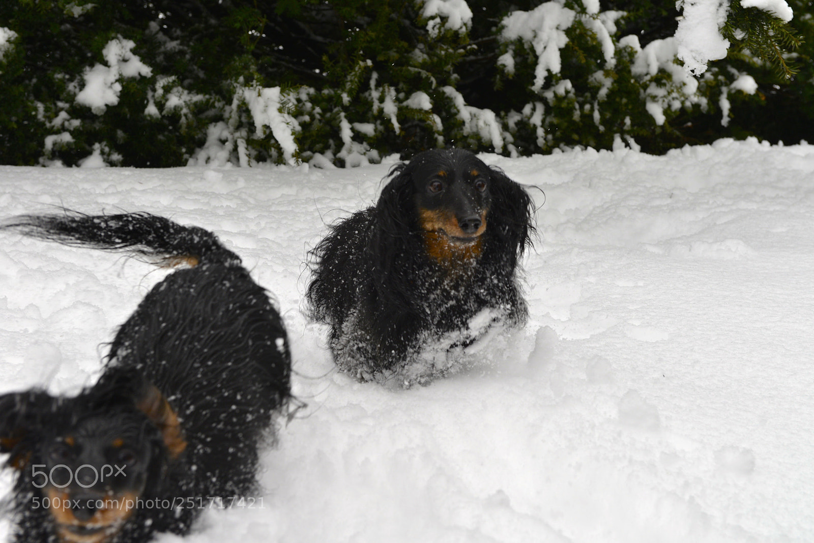 Nikon D800E sample photo. Dog in the snow photography