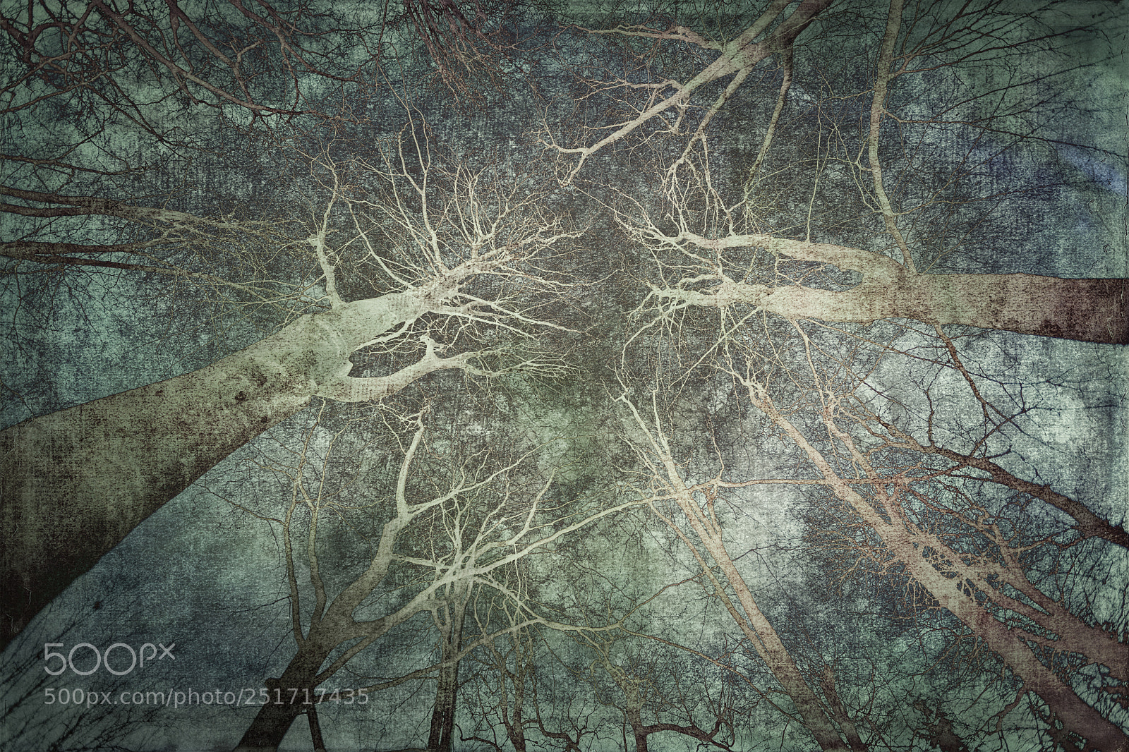 Canon EOS 5D Mark II sample photo. Spooky woods 2 photography
