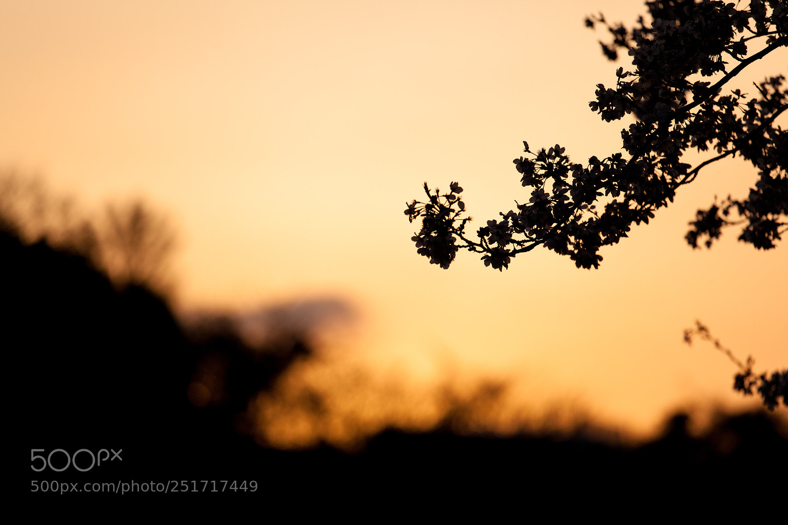Canon EOS 5D Mark II sample photo. Sakura(silhouette） photography