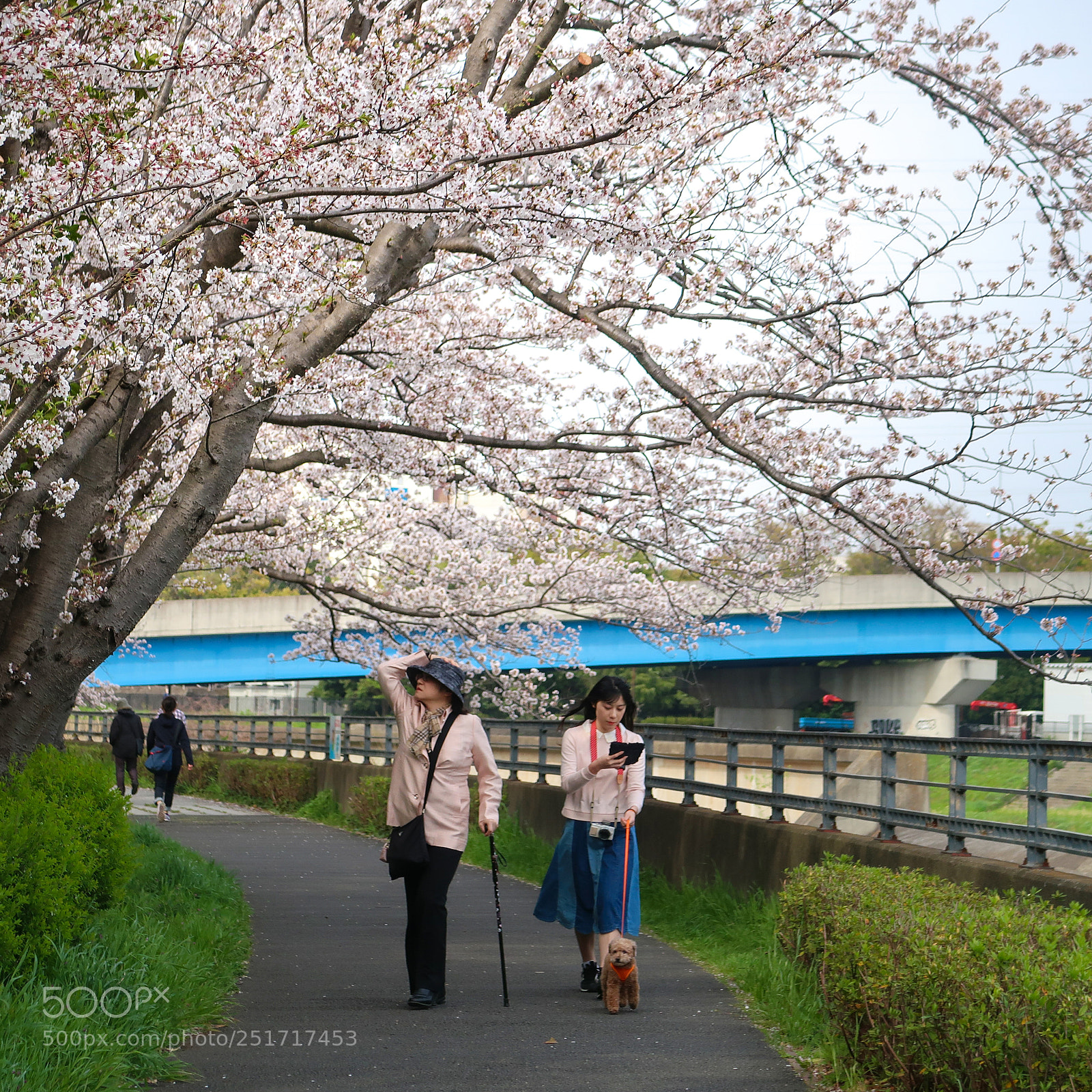 Canon PowerShot G7 X Mark II sample photo. The cherry blossoms picnic photography