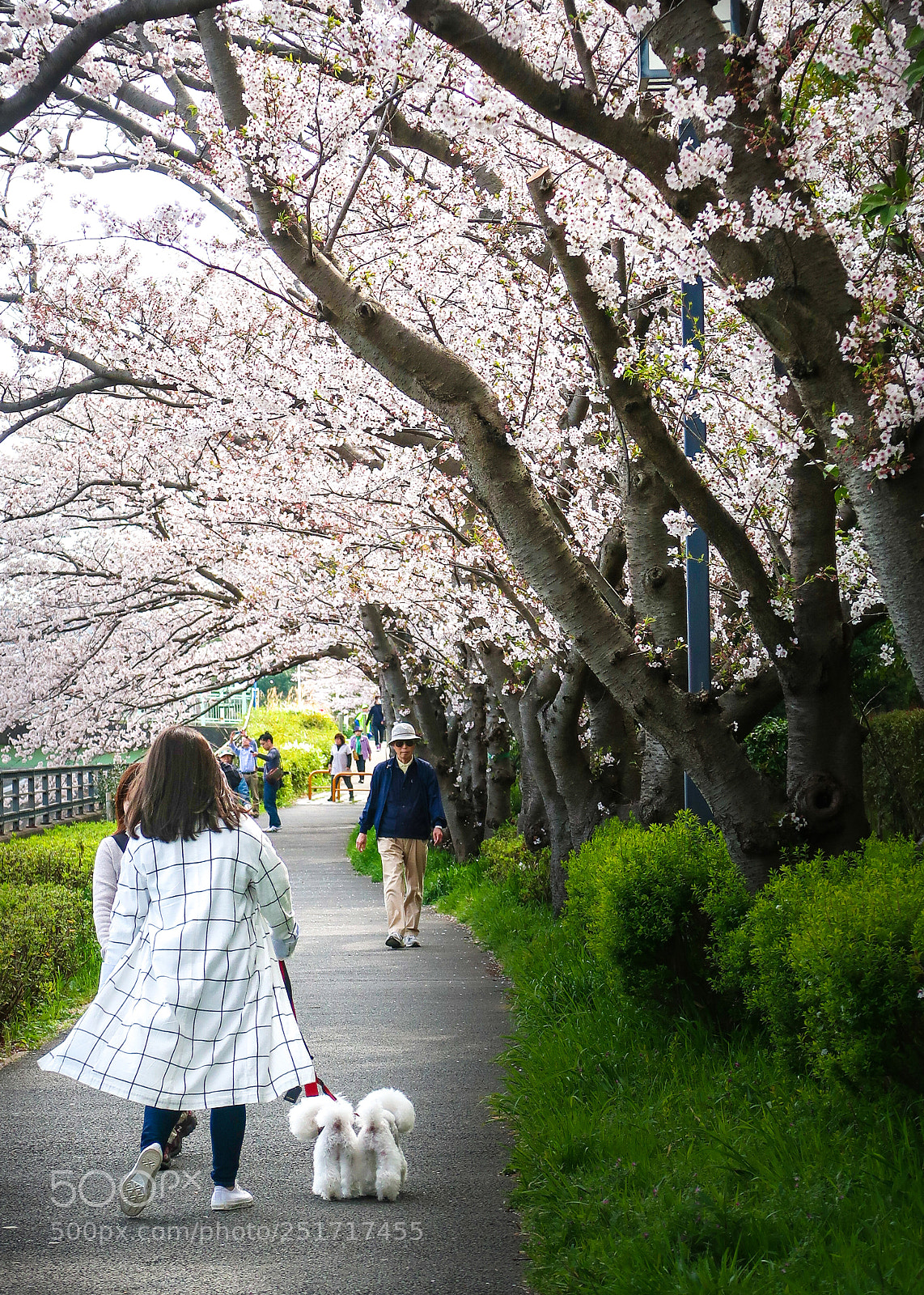 Canon PowerShot G7 X Mark II sample photo. The cherry blossoms picnic photography