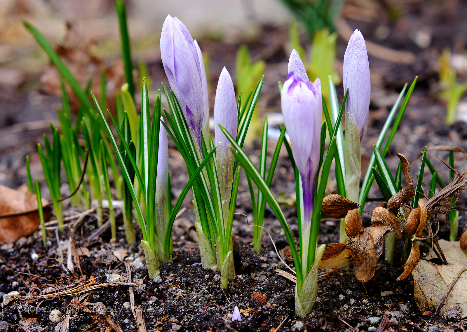 Fujifilm X-T20 sample photo. Crocuses in the garden photography