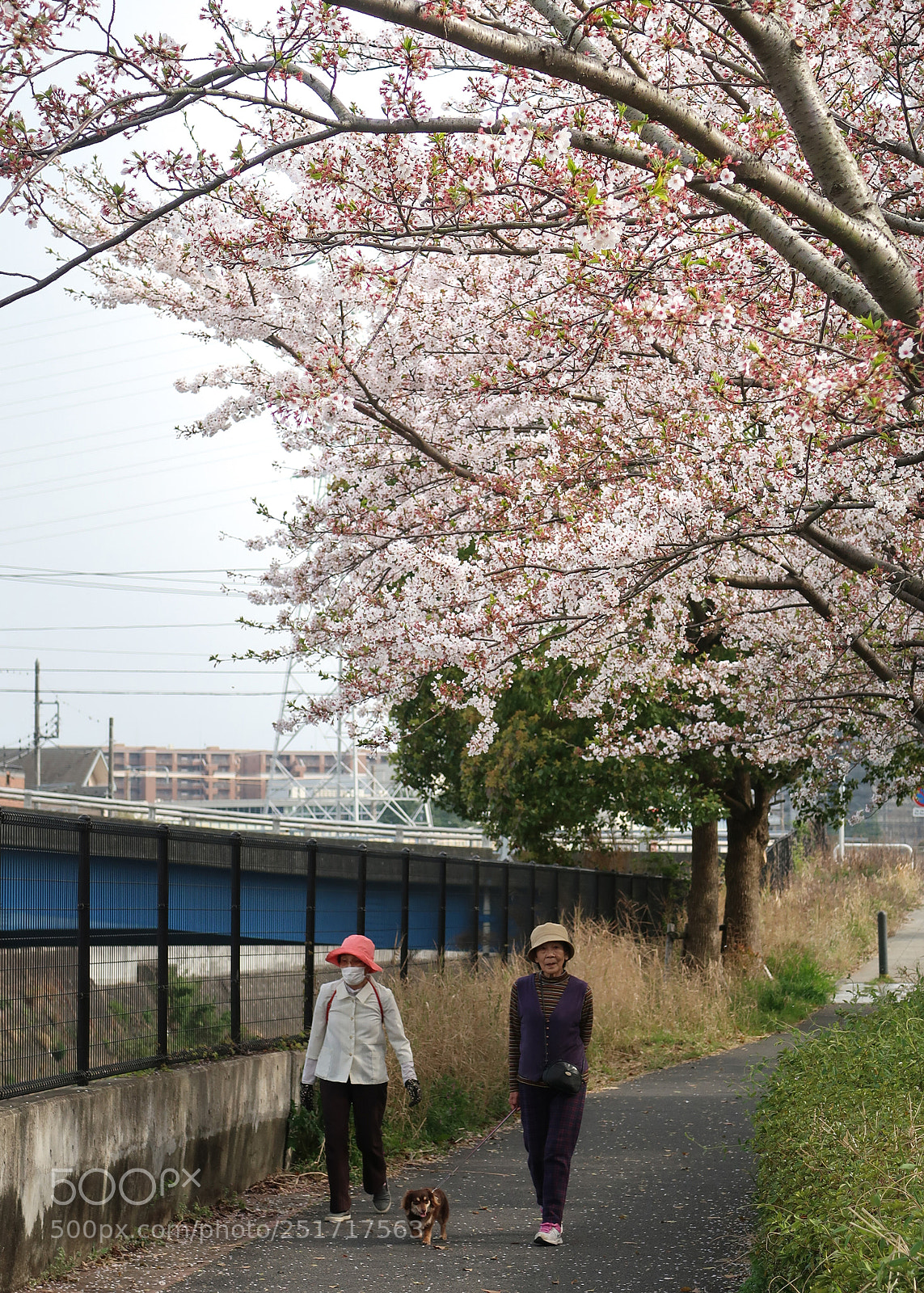 Canon PowerShot G7 X Mark II sample photo. The cherry blossoms picnic photography