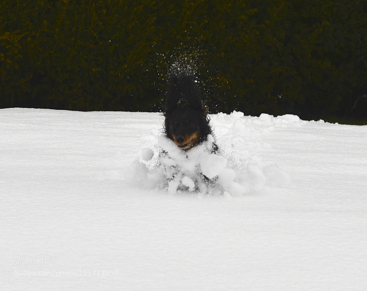Nikon D800E sample photo. Dog in the snow photography