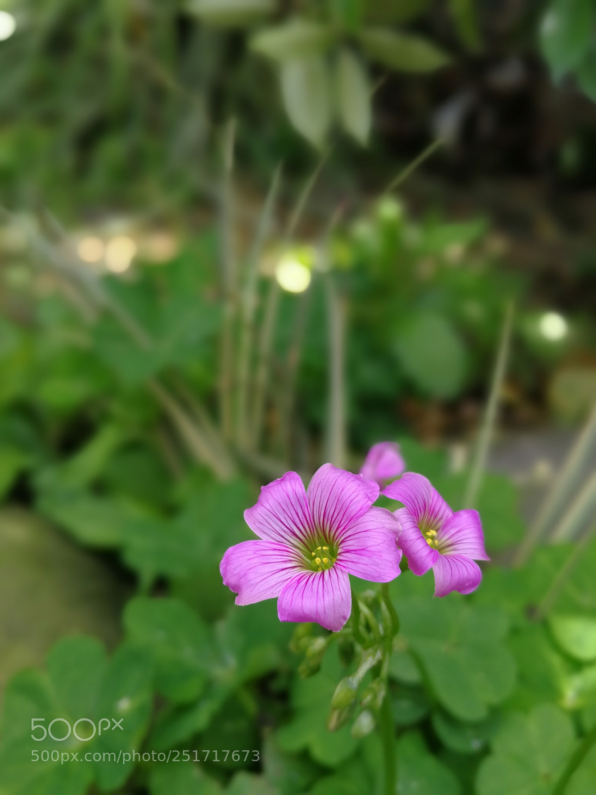 HUAWEI Mate 9 sample photo. Untitled photography