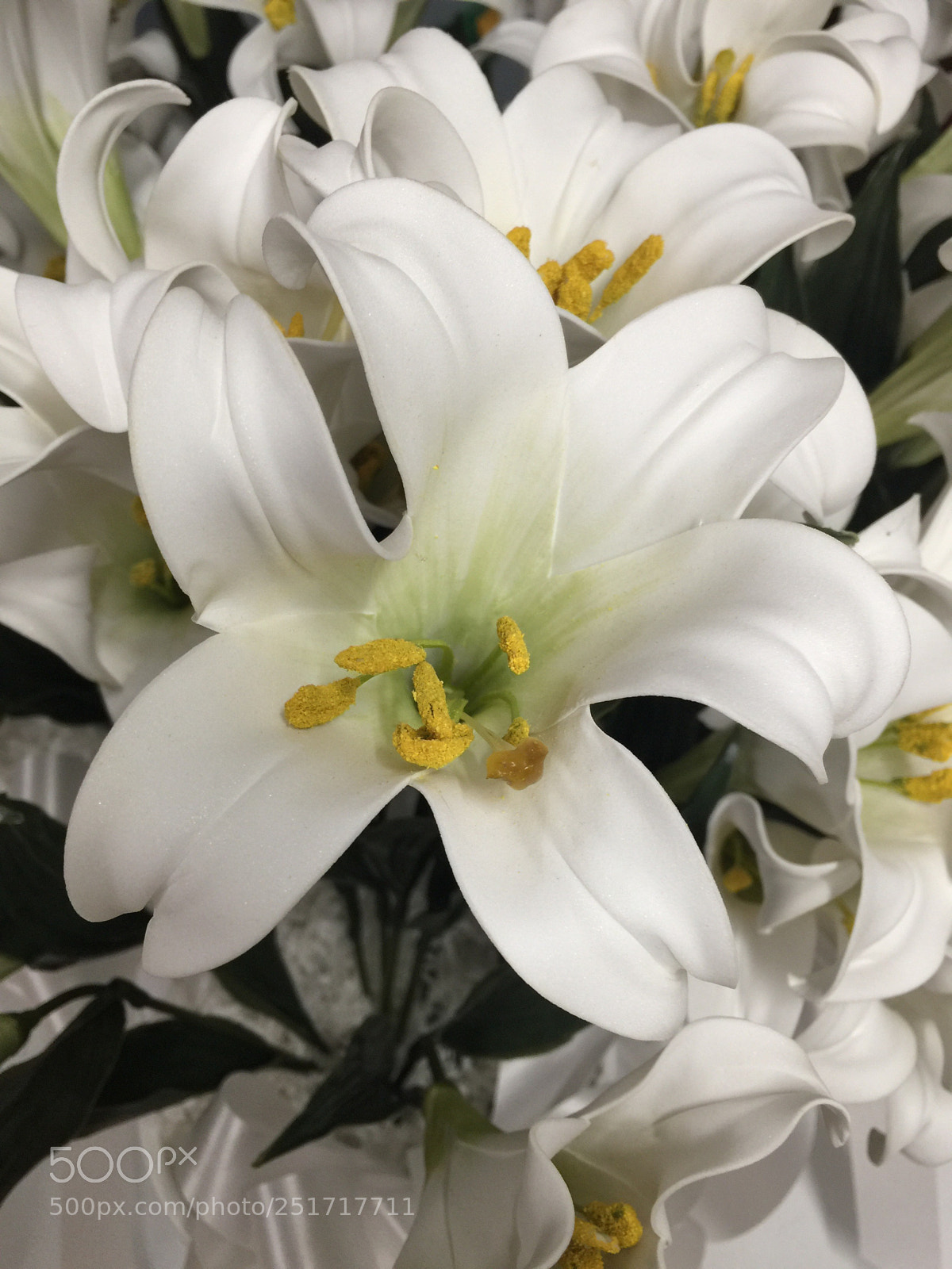 Apple iPhone 6 Plus sample photo. Today’s flower ?  photography