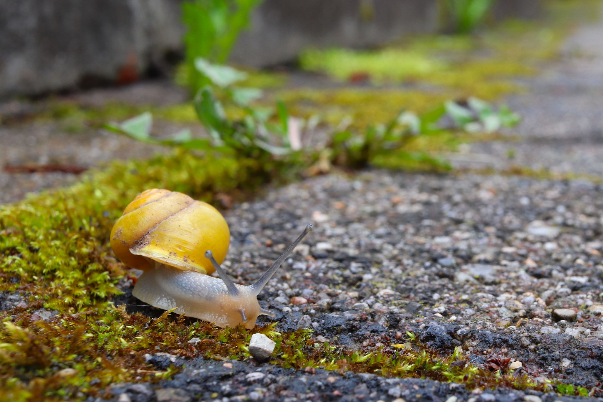 Canon EF-S 24mm F2.8 STM sample photo. Schnirkel-schnecke photography