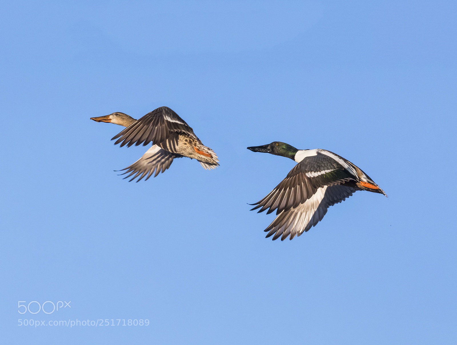 Canon EOS 5D Mark IV sample photo. Northern shoveler pair in photography