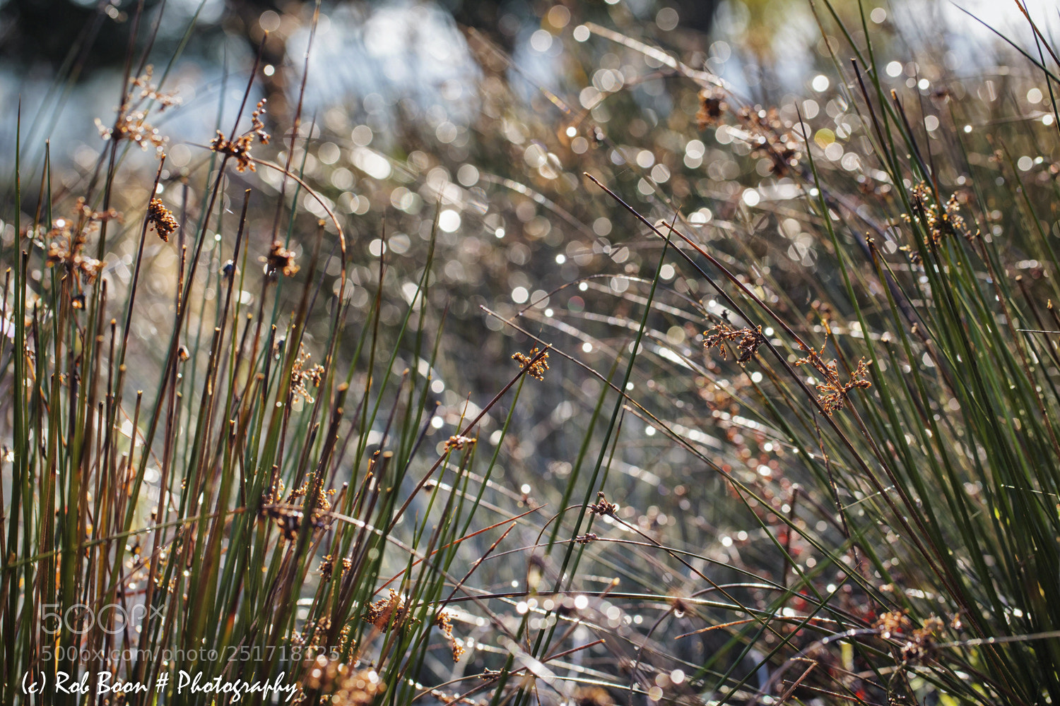 Canon EOS 5D Mark II sample photo. Grass bokeh photography