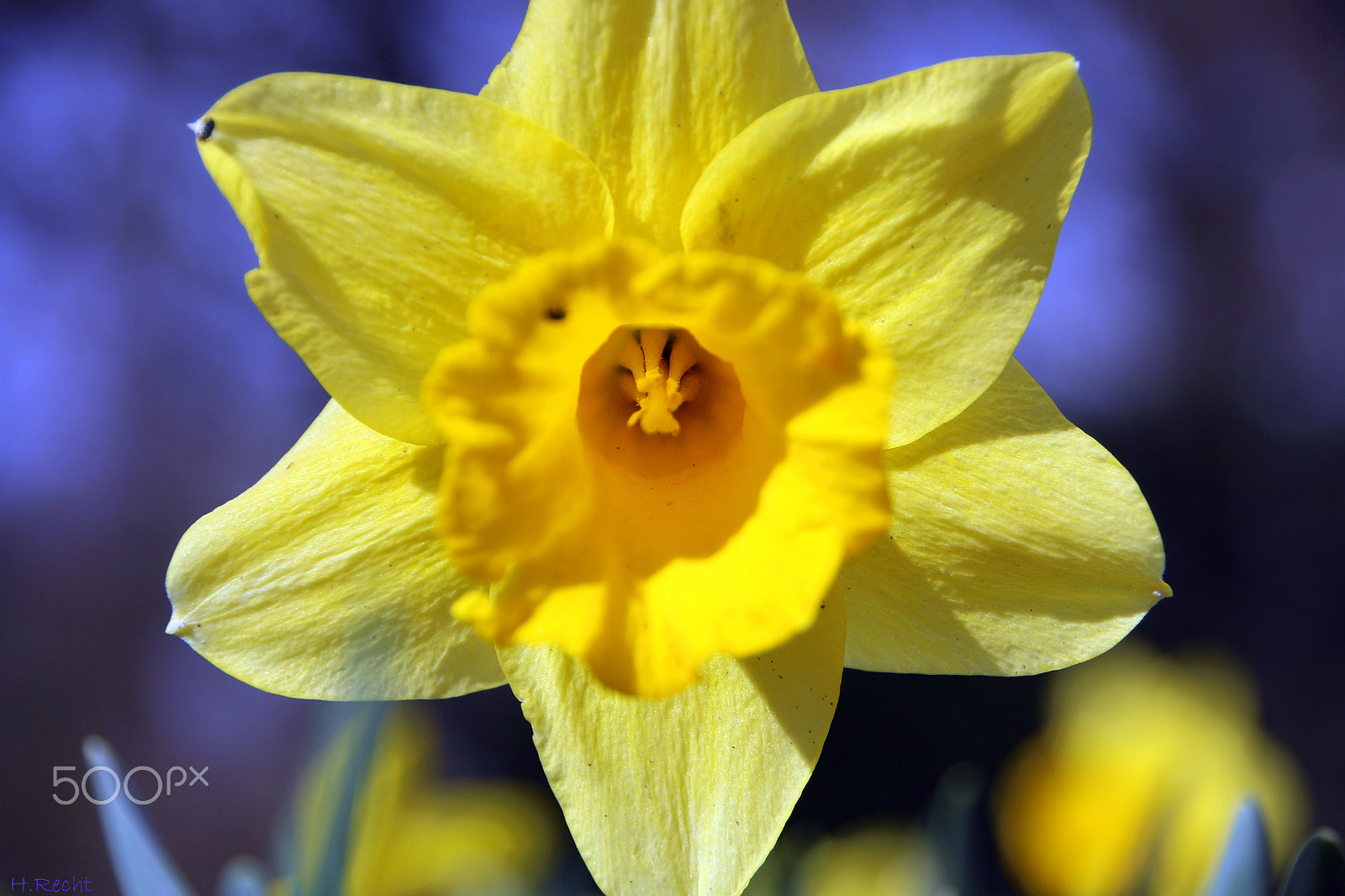 Canon EOS 70D sample photo. Osterglocke photography