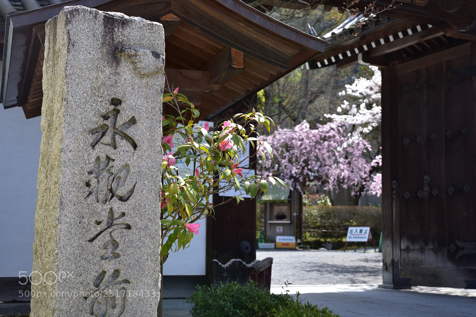 Nikon AF-S Micro-Nikkor 60mm F2.8G ED sample photo. 京都・永観堂 photography