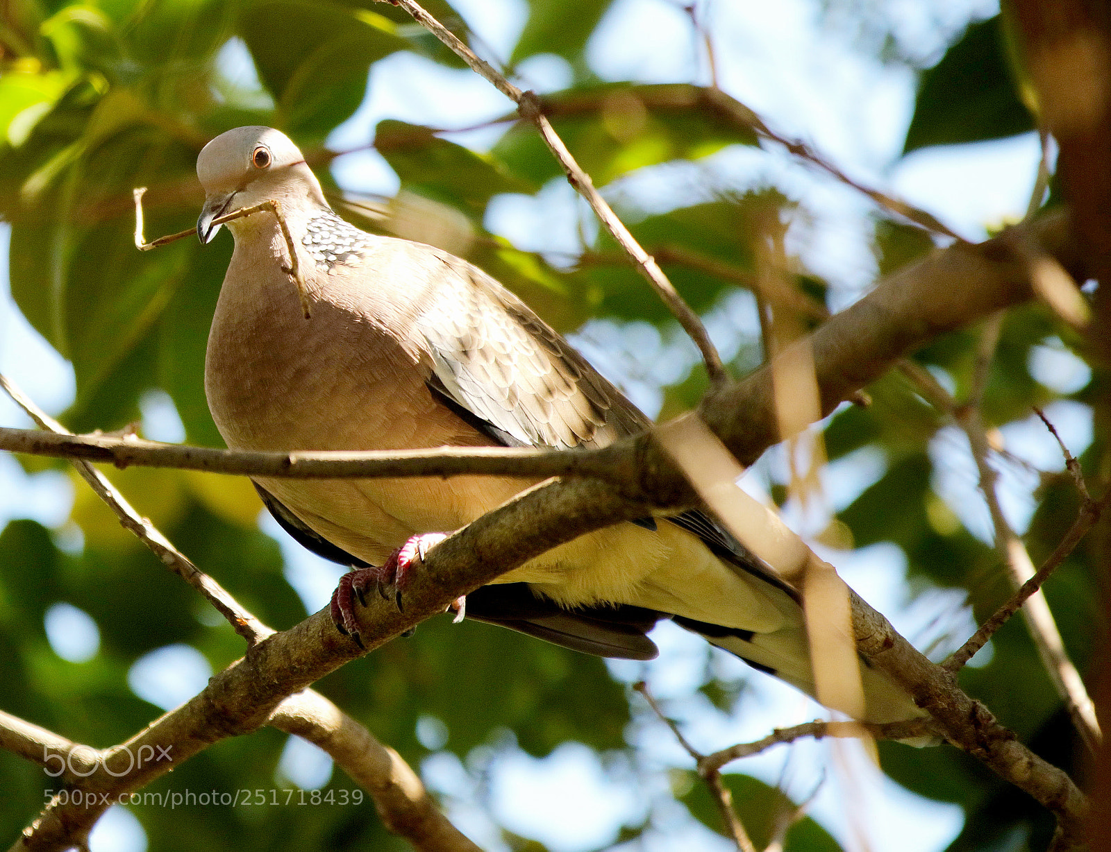 Canon EOS 5DS sample photo. Spotted dove photography
