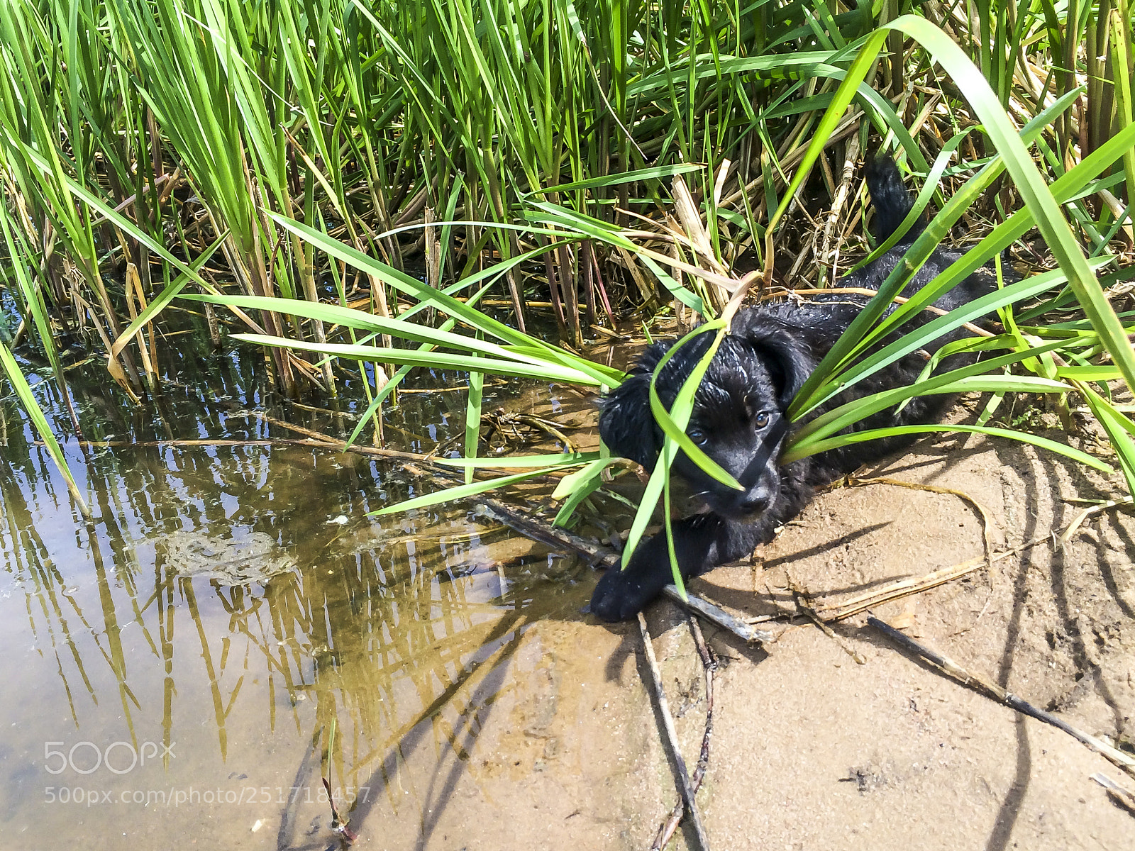 Apple iPhone 5s sample photo. Dog in the reeds photography