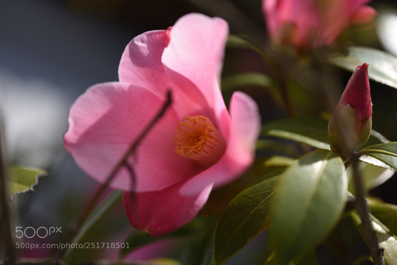 Nikon AF-S Micro-Nikkor 60mm F2.8G ED sample photo. ツバキ 京都・永観堂 photography