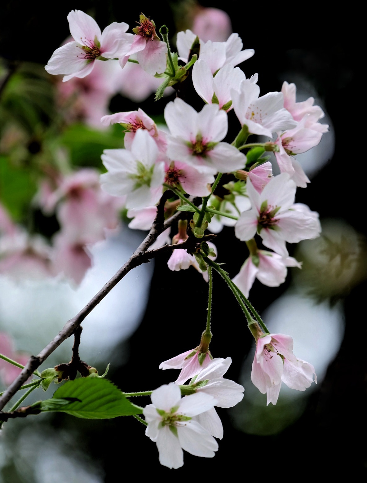 Fujifilm X-A2 sample photo. 樱花 photography