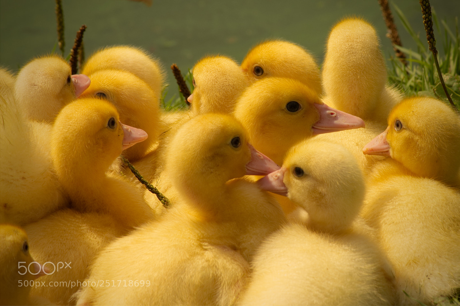 Canon EOS 550D (EOS Rebel T2i / EOS Kiss X4) sample photo. Chick family photography
