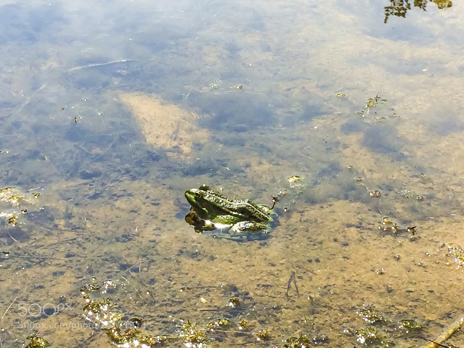 Apple iPhone 5s sample photo. Frog in water photography