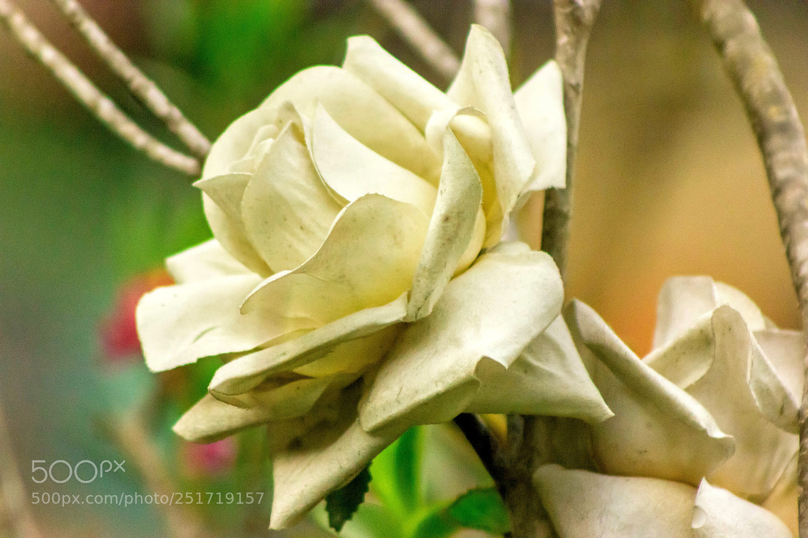 Canon EOS 550D (EOS Rebel T2i / EOS Kiss X4) sample photo. Flor artificial photography