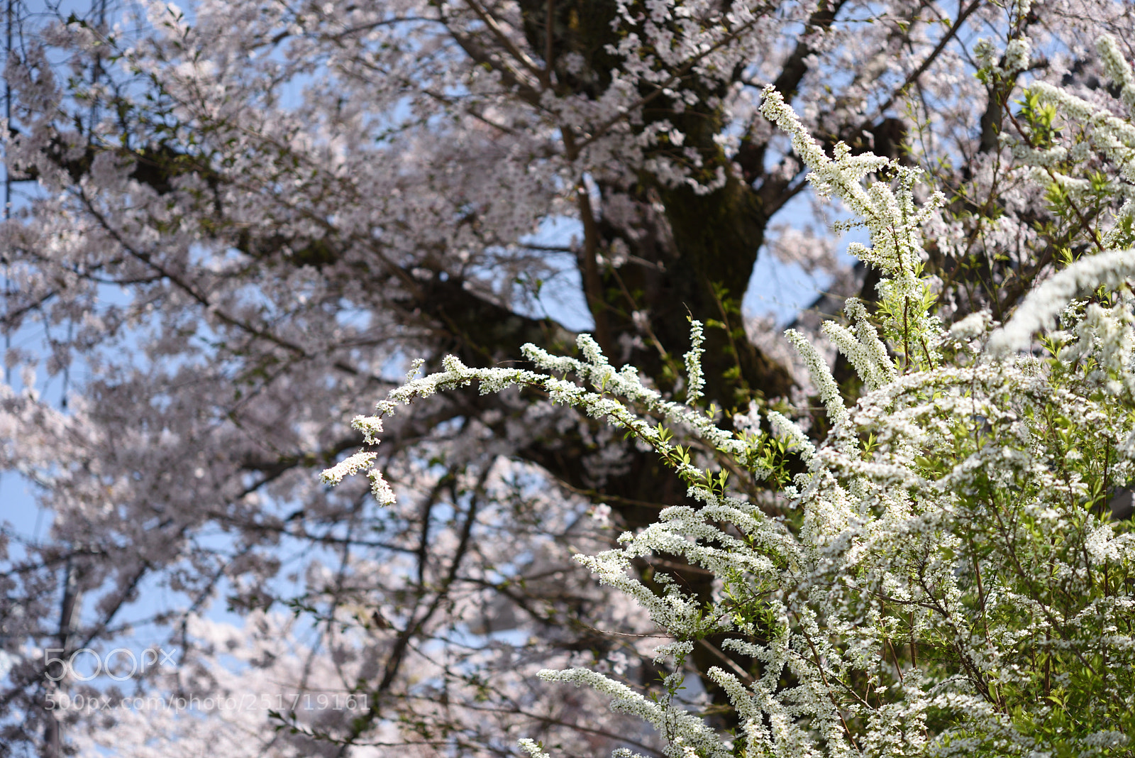 Nikon AF-S Micro-Nikkor 60mm F2.8G ED sample photo. ヤキヤナギとサクラ 京都・永観堂付近の土手 photography