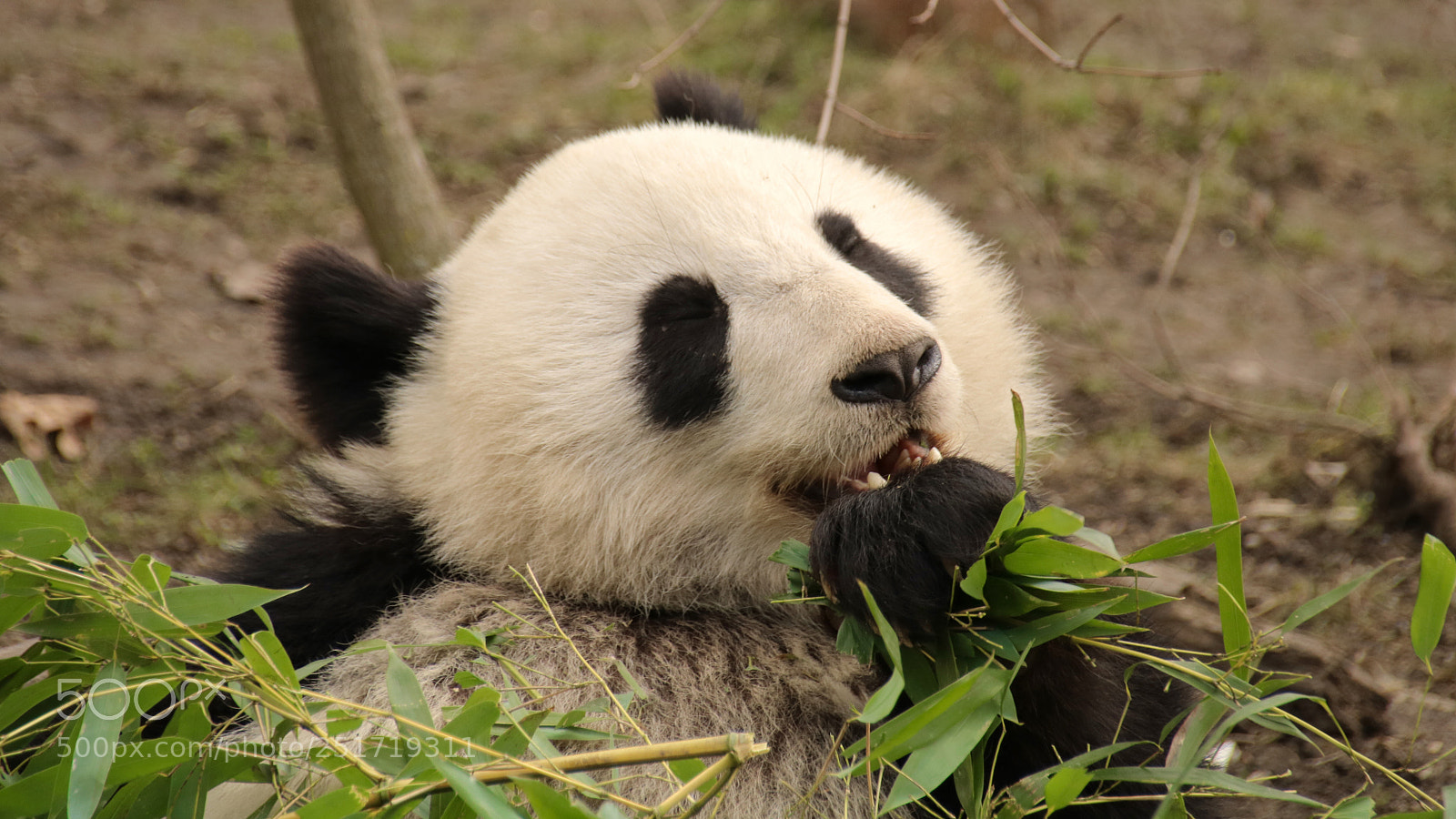 Canon EOS 750D (EOS Rebel T6i / EOS Kiss X8i) sample photo. Panda bär photography