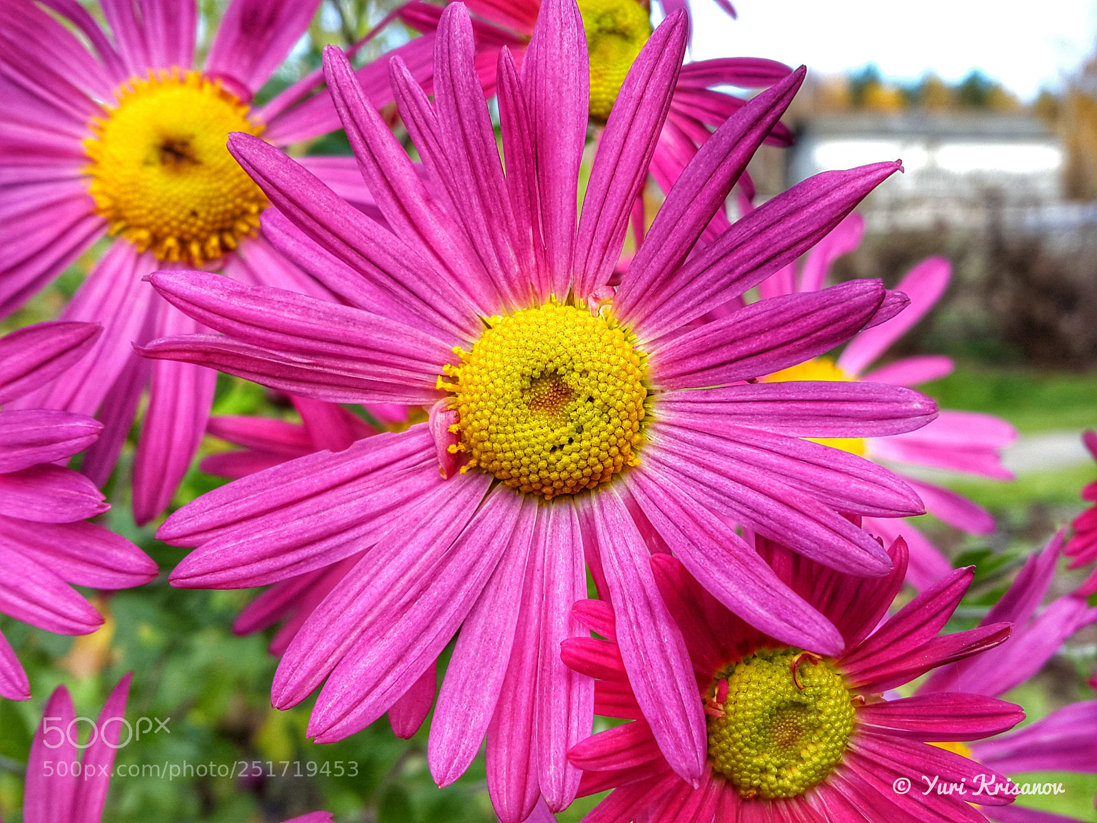 Samsung Galaxy Alpha sample photo. Autumn flowers aster photography