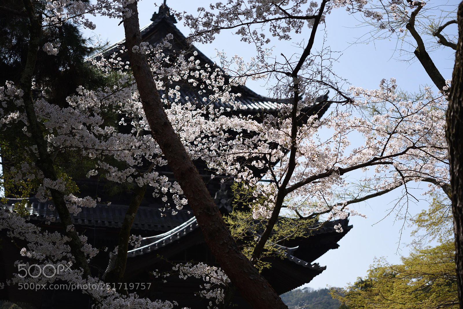 Nikon AF-S Micro-Nikkor 60mm F2.8G ED sample photo. 京都・南禅寺の桜 photography