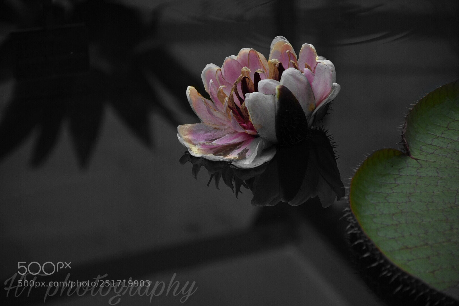 Nikon D7200 sample photo. Untitled photography