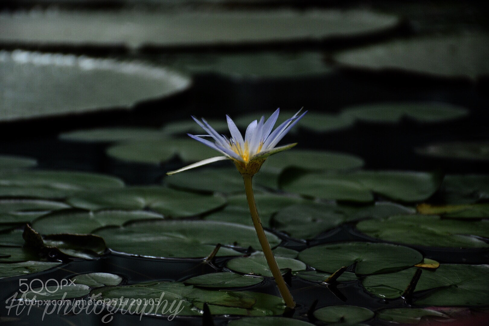 Nikon D7200 sample photo. Untitled photography