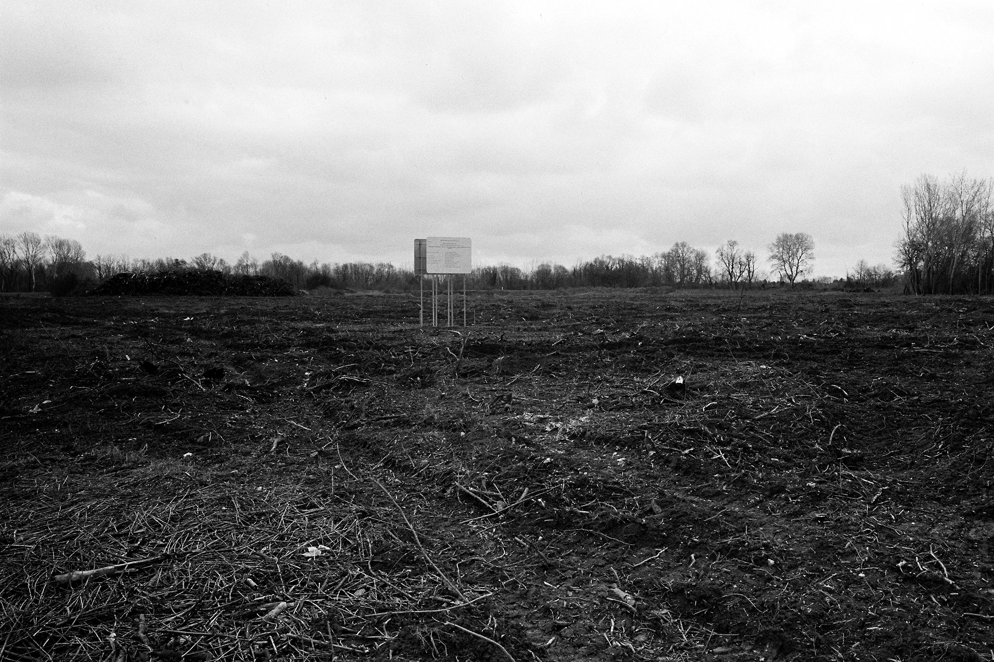 mass trees cut down