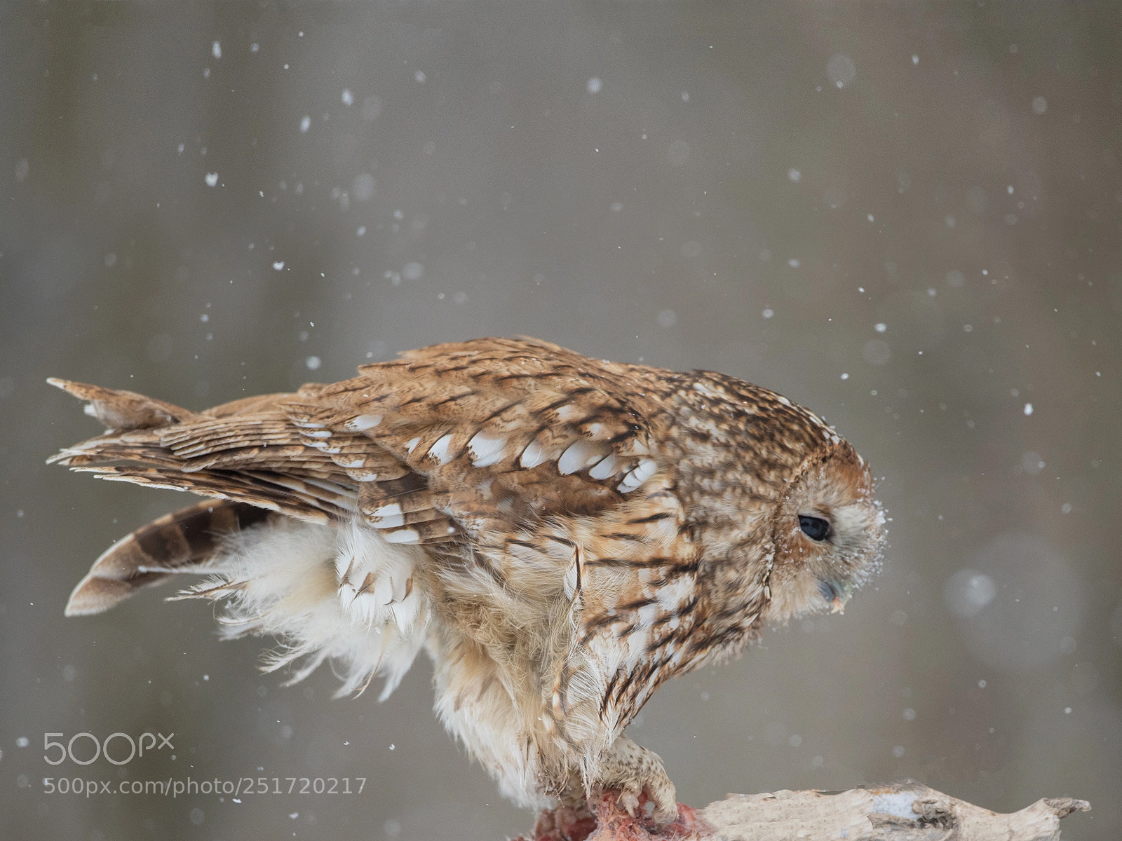 Canon EOS 5D Mark IV sample photo. Tawny owl in snow photography