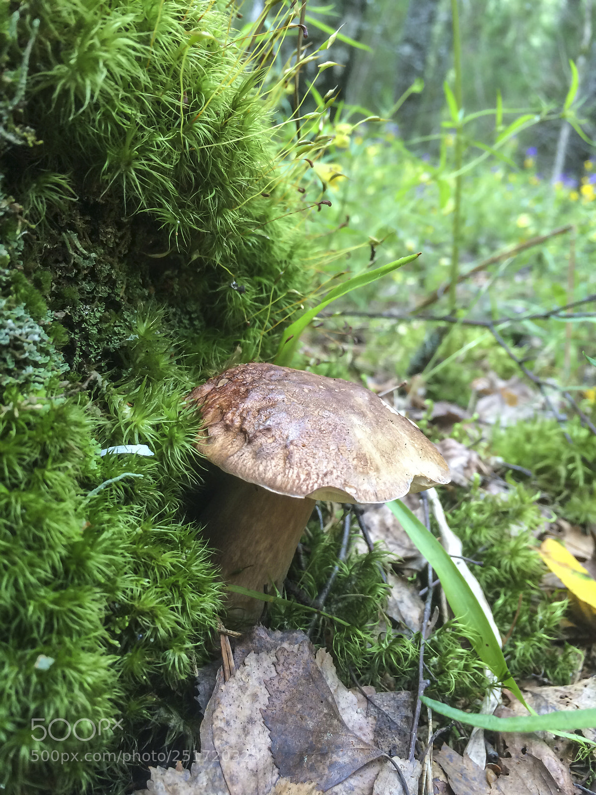 Apple iPhone 5s sample photo. Mushroom growing in moss photography