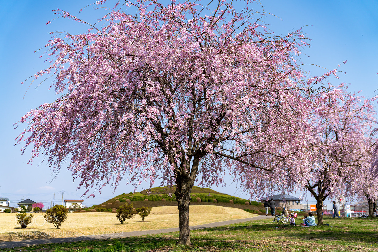 Sony a7R III sample photo. Cherry blossom  photography