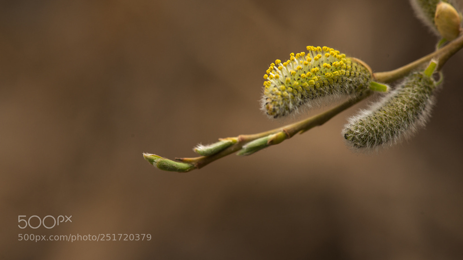Nikon D800E sample photo. Flowers of the willow photography
