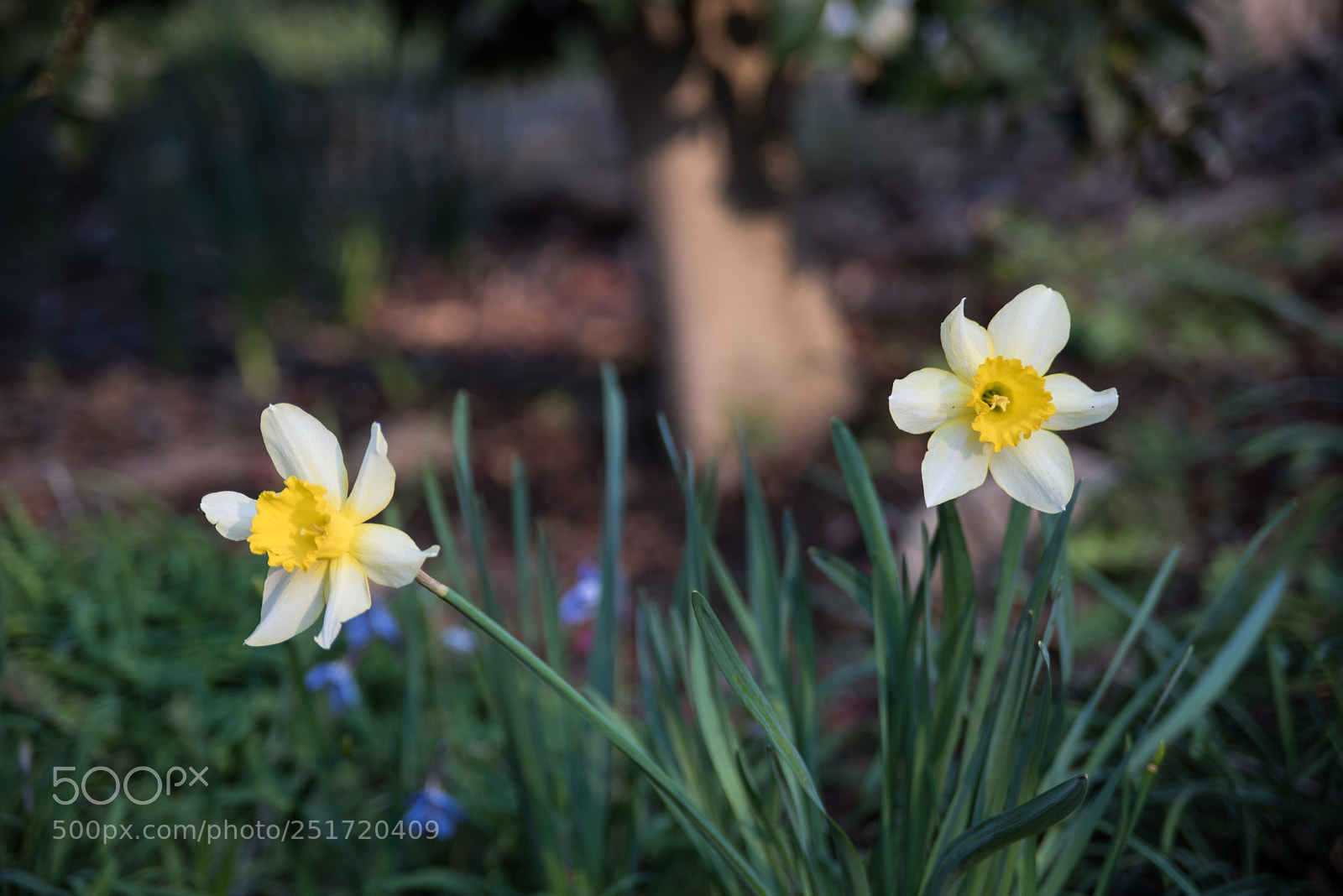 Nikon D810 sample photo. Narcissus photography
