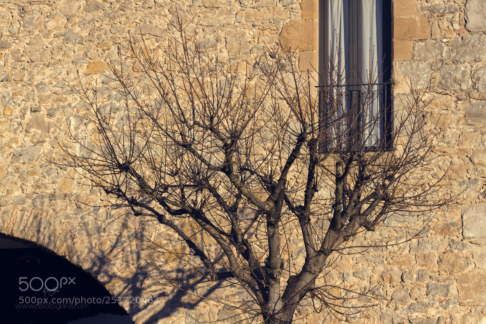 Canon EOS 7D sample photo. Tree and window photography