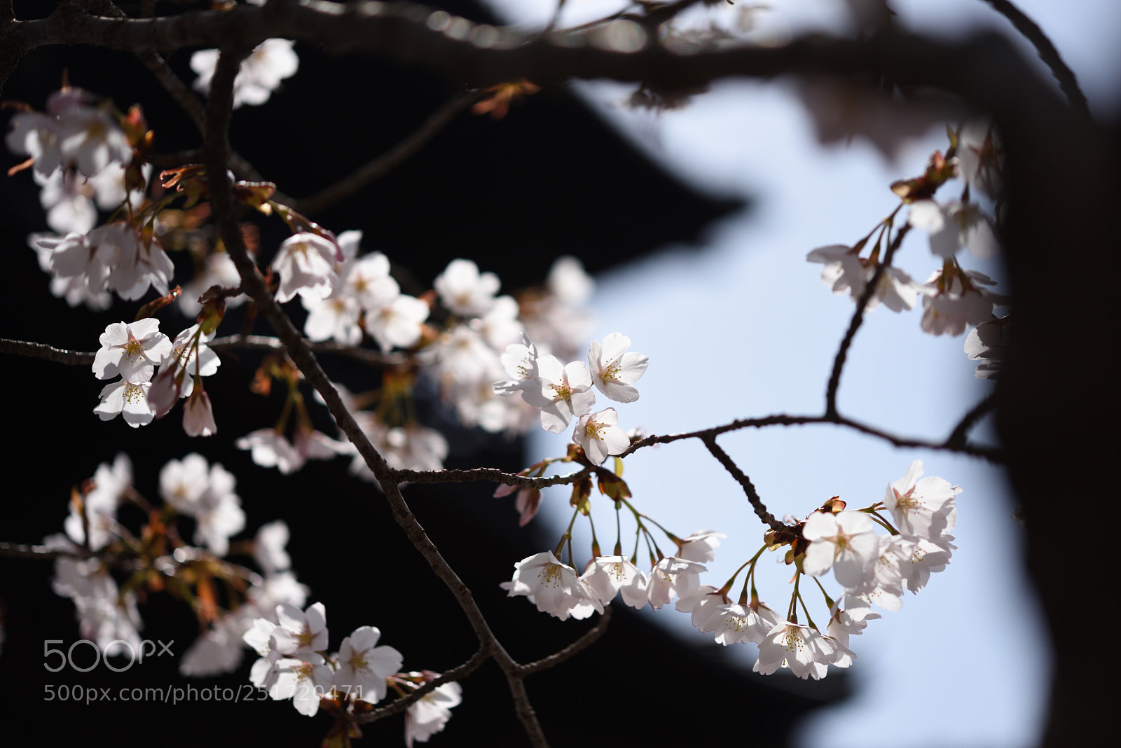 Nikon AF-S Micro-Nikkor 60mm F2.8G ED sample photo. 京都・南禅寺の桜 (2) photography
