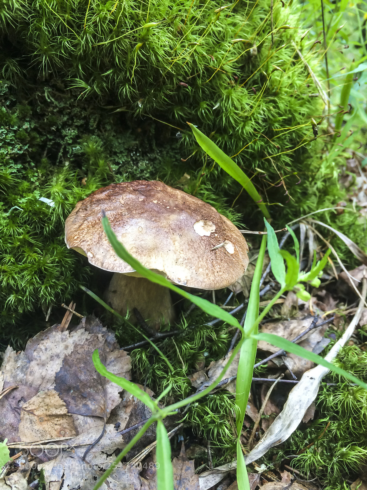 Apple iPhone 5s sample photo. Mushrooms growing in the photography