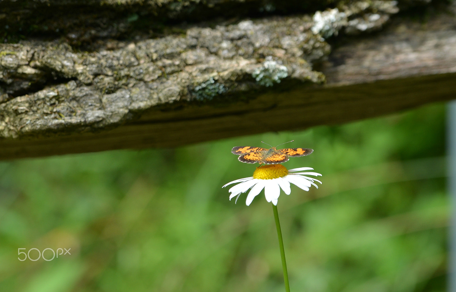 Nikon D600 sample photo. A resting place photography